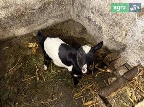 Молоденька коза до року.