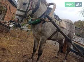 Молодий кінь