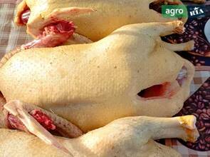  Качка домашня : орвія, мулард, індокачка