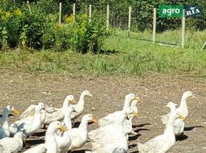 Качка орвія живою вагою