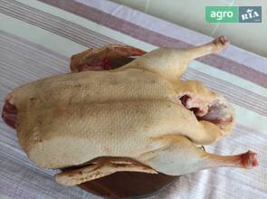 Качка орвія