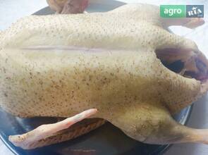 Молоду качку індокачку виводок 2025р.