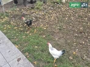  Півень домашній