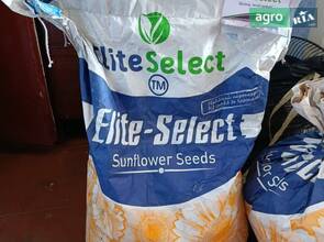 Насіння Соняшника ЕС САКСОН