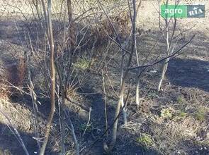 Саджанці горіха волоського