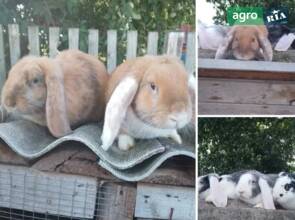  Домашние кролики вакцинированы.