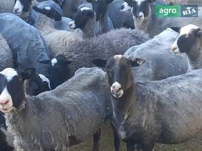 Романовські вівці