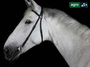 Ірландська спортивна кобила Читана Сільвер
