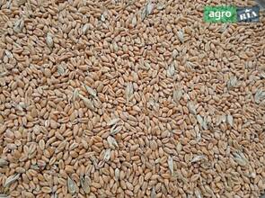 Пшениця озимо-яра (дворучка)