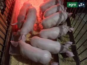 Поросята м'ясного напрямку