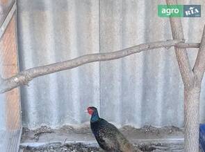 Фазани різних порід.