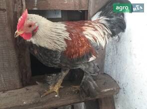 Бентамки корольки півники