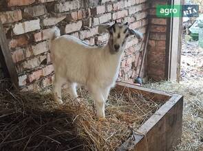 Козенята двохмісячні