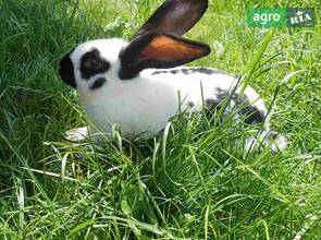  Кролі кролики строкача