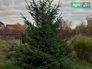Ялинка 4 метри