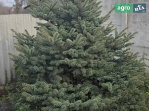 Ялинка жива 2.5м