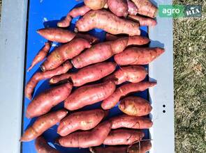  Батат 50 и 70 гривен