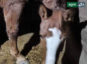 Робоча кобила (3 роки)