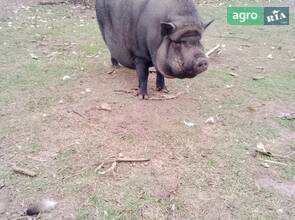 В'єтнамське порося
