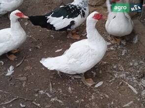 Індокачка (мускусна качка) важкої породи