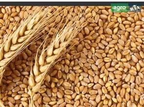 Пшениця (урожай 2025 р.). Продаж від 1 тонни.