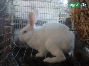 Кролі (самці) породи "Термондська"