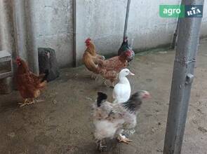 Домашні кури-несучки (вік 1,5 року).