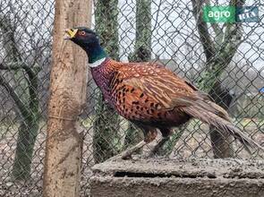 Мисливські та декоративні фазани.