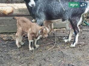 Кітна карликова нігерійська коза.