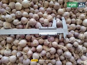 Часник сорту "Любаша": однозубка та повітряна бульбочка