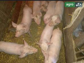 Поросята полтавської білої породи (вік 2,5–4 місяці).