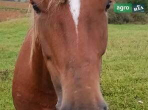 Робоча кобила 6 років