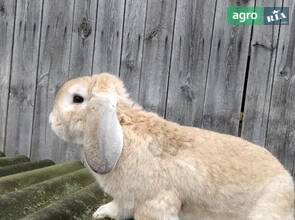  Кролики Самцы Эксклюзивные