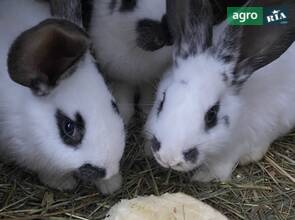 Кролі різного віку