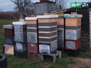 Пасіка 100 шт.