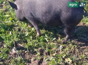 В'єтнамське порося