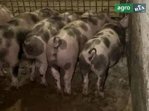 Поросята трьох порідні