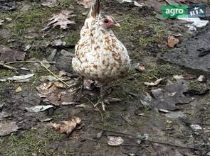 Декоративні кури