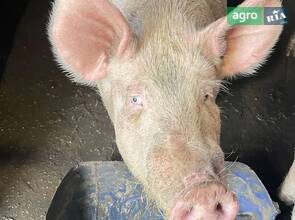 Поросята живою вагою (100 грн/кг)