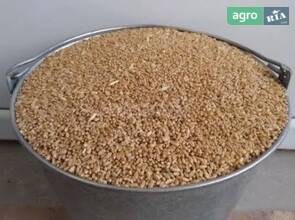 Пшениця врожаю 2025