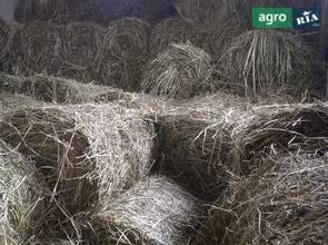 Сіно конюшини