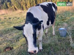 Гарна корова.