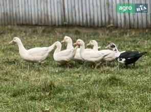 Качки та качани