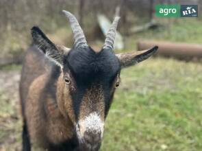 Коза 9 місяців