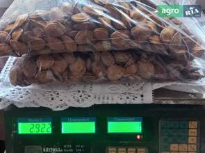 Косточки абрикоса (2025 г.)