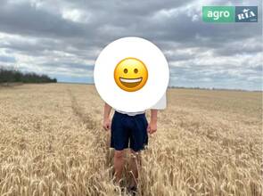 Пшениця власного виробництва