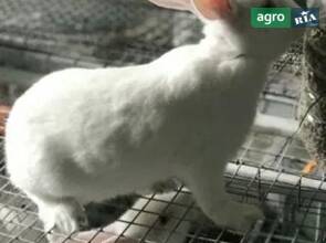 Кролі Термонці на плем'я