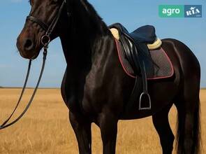 Кінь ганноверський спортивний Мерин