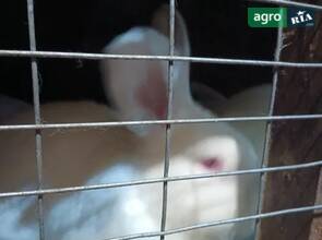 Криль на племя