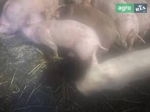 Поросята м'ясної породи: Велика біла + Дюрок